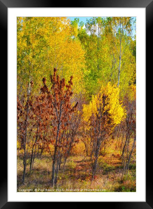autumn colors Framed Mounted Print by Paul Boazu