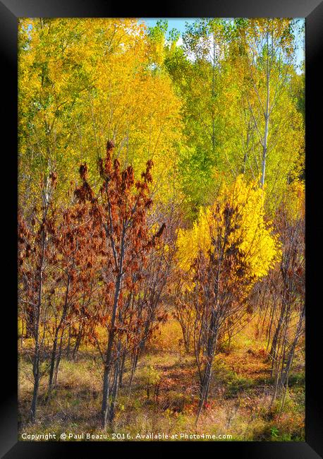 autumn colors Framed Print by Paul Boazu