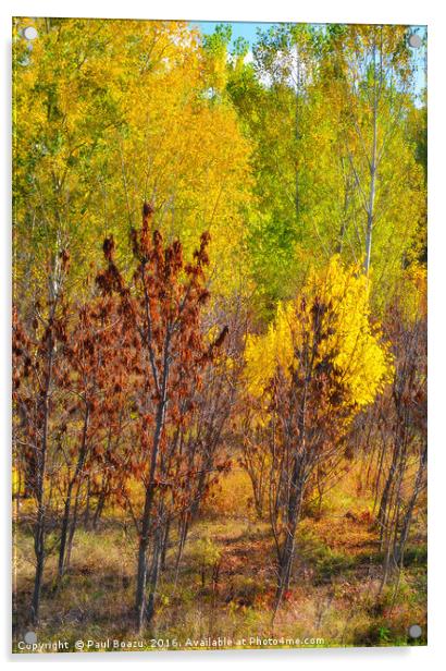 autumn colors Acrylic by Paul Boazu