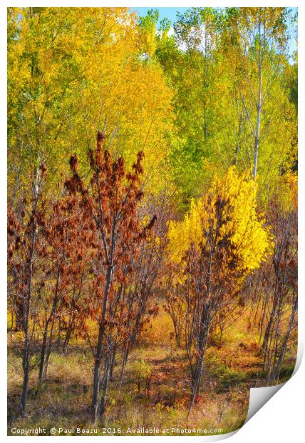 autumn colors Print by Paul Boazu