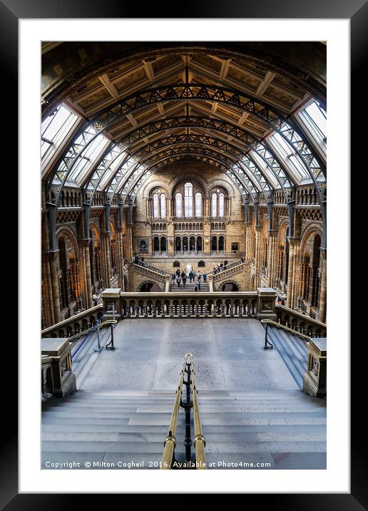 Natural History Museum, London Framed Mounted Print by Milton Cogheil