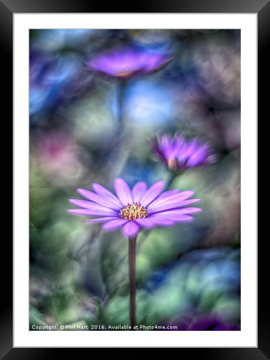Cape Daisy No2 Framed Mounted Print by Phil Hart