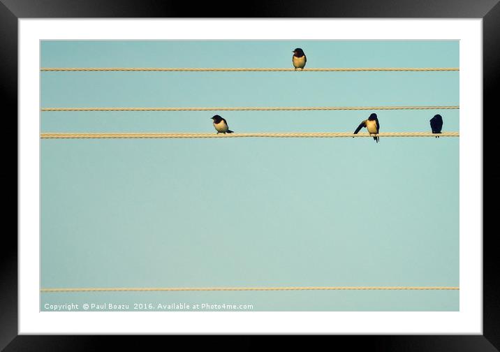 portative with swallows Framed Mounted Print by Paul Boazu