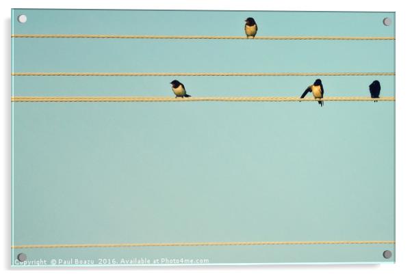 portative with swallows Acrylic by Paul Boazu