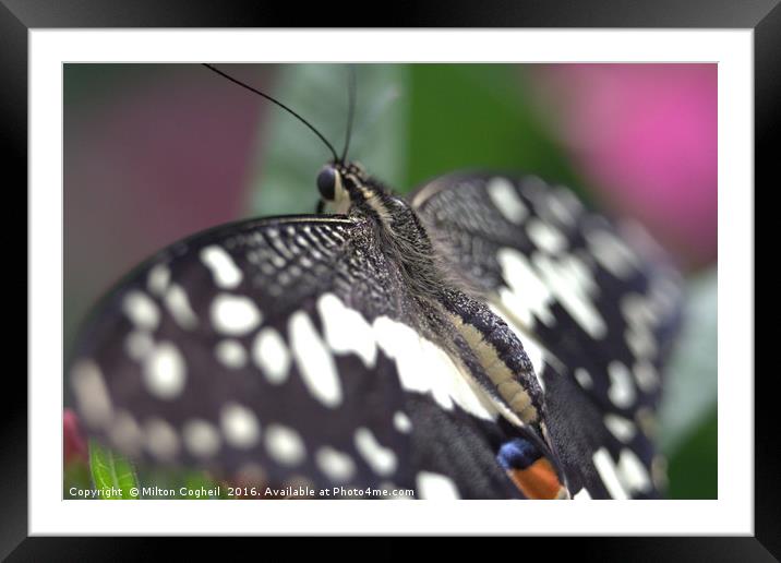 Common Lime Butterfly Framed Mounted Print by Milton Cogheil