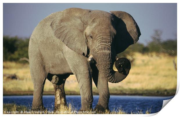 African Bull Elephant Print by Alan Crawford