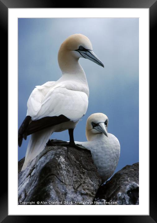 Gannets on Bass Rock, Scotland Framed Mounted Print by Alan Crawford