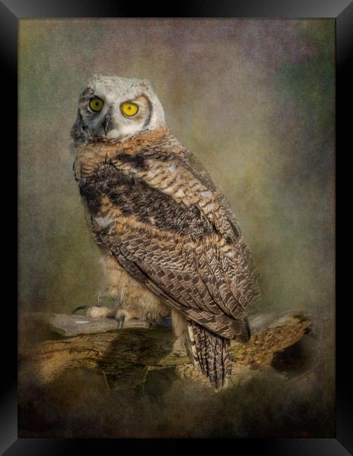 Great Horned Owlet Framed Print by JOHN RONSON