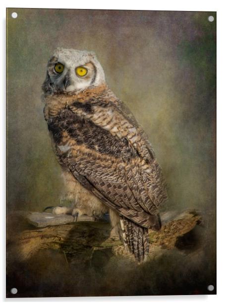 Great Horned Owlet Acrylic by JOHN RONSON