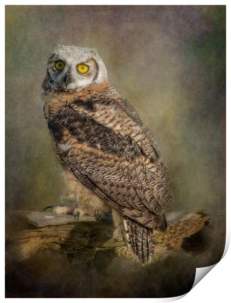 Great Horned Owlet Print by JOHN RONSON