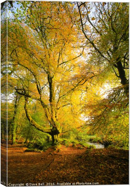 Yellow Tree Canvas Print by Dave Bell