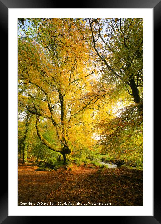 Yellow Tree Framed Mounted Print by Dave Bell