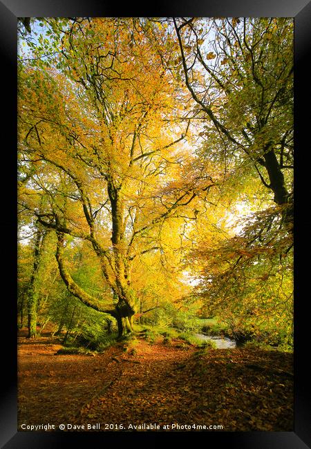 Yellow Tree Framed Print by Dave Bell