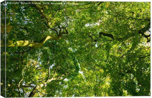 Looking up at a lushous tree in full bloom Canvas Print by David Graham