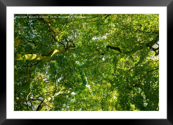 Looking up at a lushous tree in full bloom Framed Mounted Print by David Graham