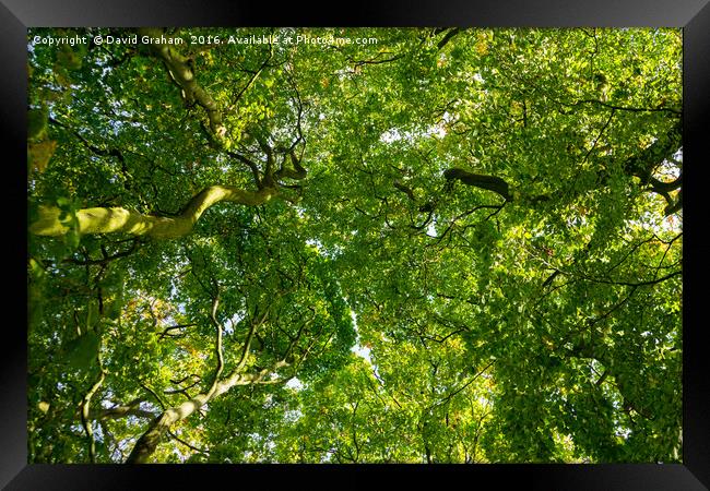 Looking up at a lushous tree in full bloom Framed Print by David Graham