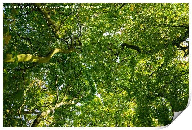 Looking up at a lushous tree in full bloom Print by David Graham