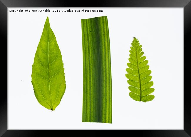 We Three Leaves Framed Print by Simon Annable