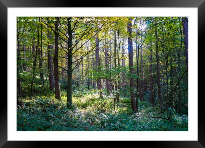 Sun through woodland trees Framed Mounted Print by David Graham