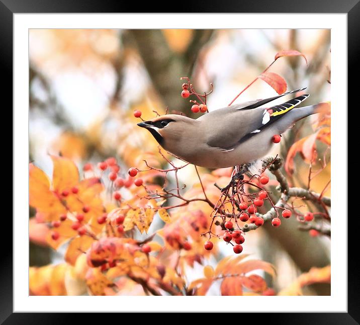 Waxwing Framed Mounted Print by Linda Lyon