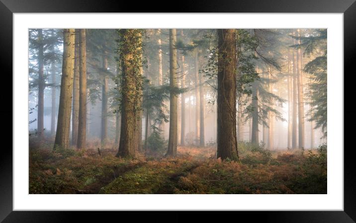 Puddletown Forest Framed Mounted Print by Chris Frost