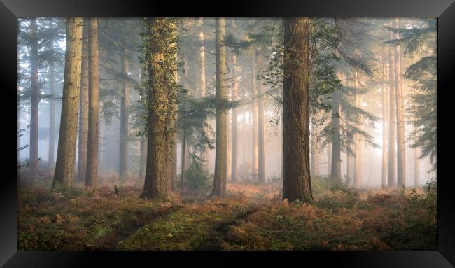 Puddletown Forest Framed Print by Chris Frost