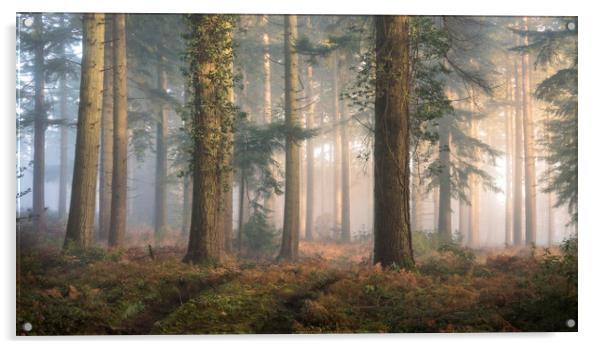 Puddletown Forest Acrylic by Chris Frost