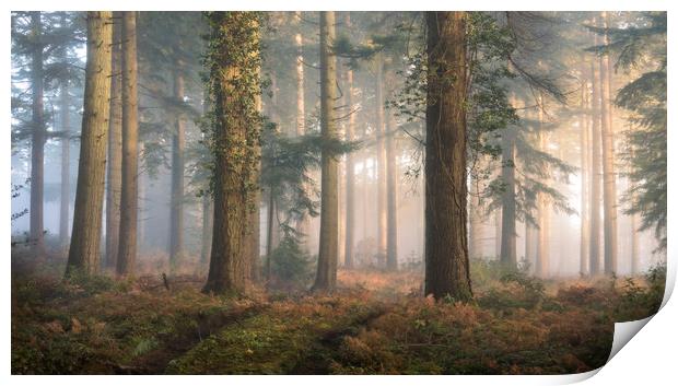 Puddletown Forest Print by Chris Frost