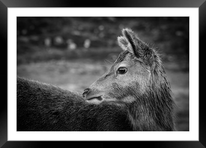 Looking Back Framed Mounted Print by Willie Cowie