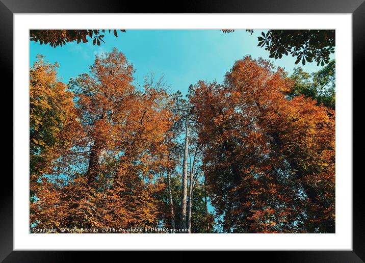 Forest Trees On Blue Sky Background Framed Mounted Print by Radu Bercan