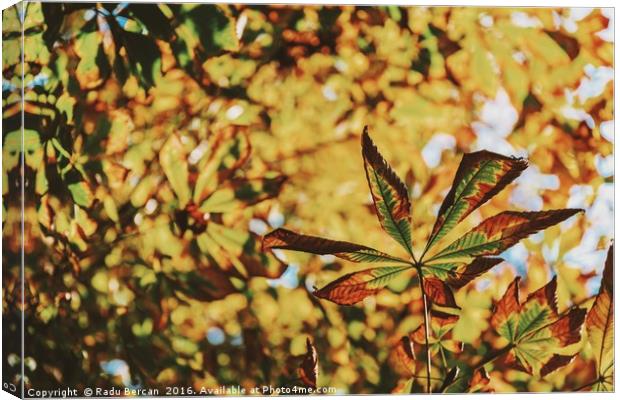 Green And Yellow Autumn Leaves Canvas Print by Radu Bercan