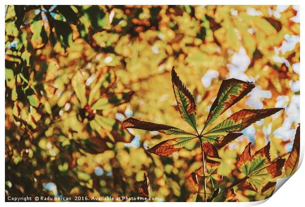 Green And Yellow Autumn Leaves Print by Radu Bercan