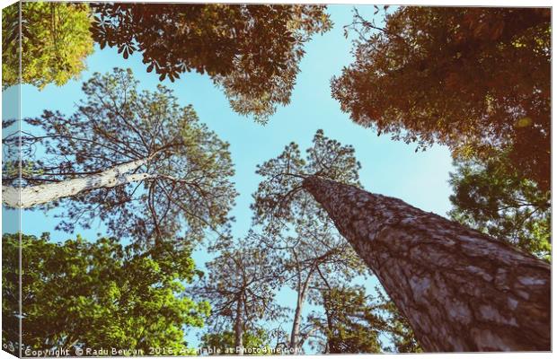 Forest Trees On Blue Sky Background Canvas Print by Radu Bercan