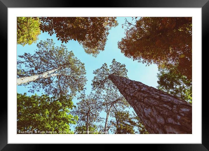 Forest Trees On Blue Sky Background Framed Mounted Print by Radu Bercan