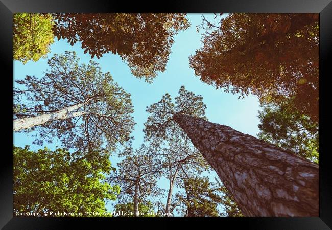 Forest Trees On Blue Sky Background Framed Print by Radu Bercan