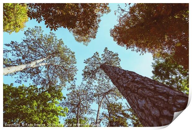 Forest Trees On Blue Sky Background Print by Radu Bercan