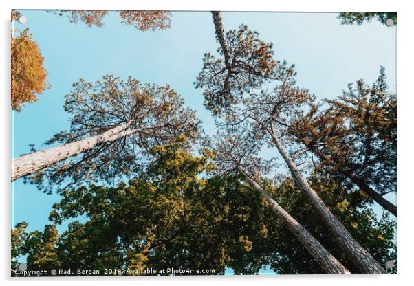 Autumn Forest Trees On Blue Sky Background Acrylic by Radu Bercan