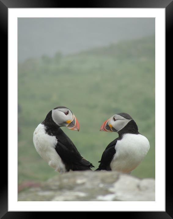 Puffin Therapy!                                Framed Mounted Print by alan todd