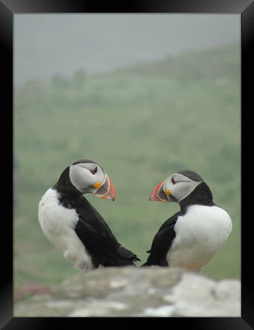 Puffin Therapy!                                Framed Print by alan todd