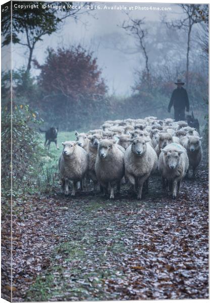 Moving Sheep Canvas Print by Maggie McCall