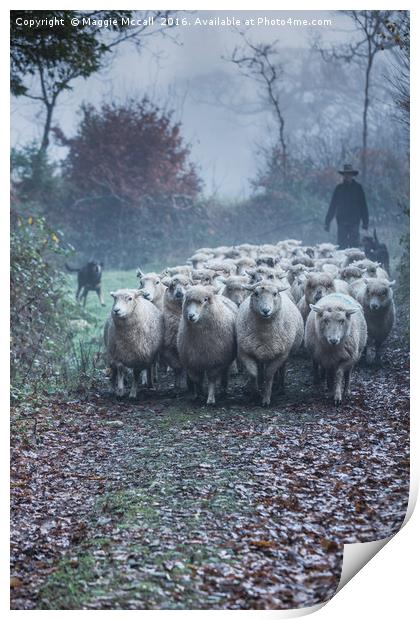 Moving Sheep Print by Maggie McCall