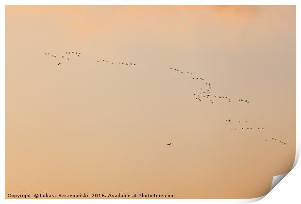 Flock of birds ans plane against orange sky Print by Łukasz Szczepański