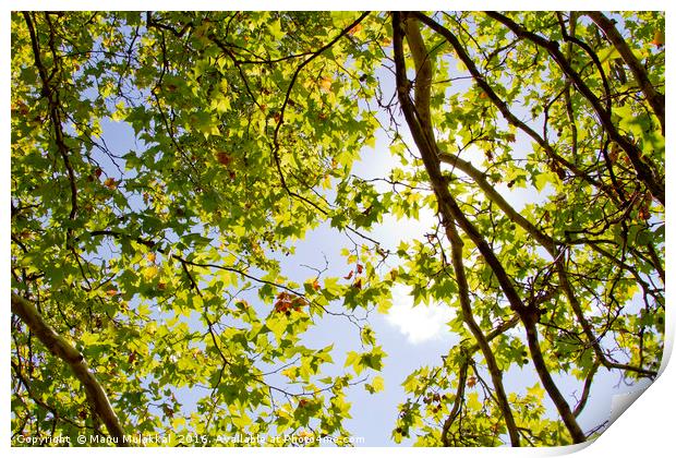 Spanish Summer - Green Print by Manu Mulakkal