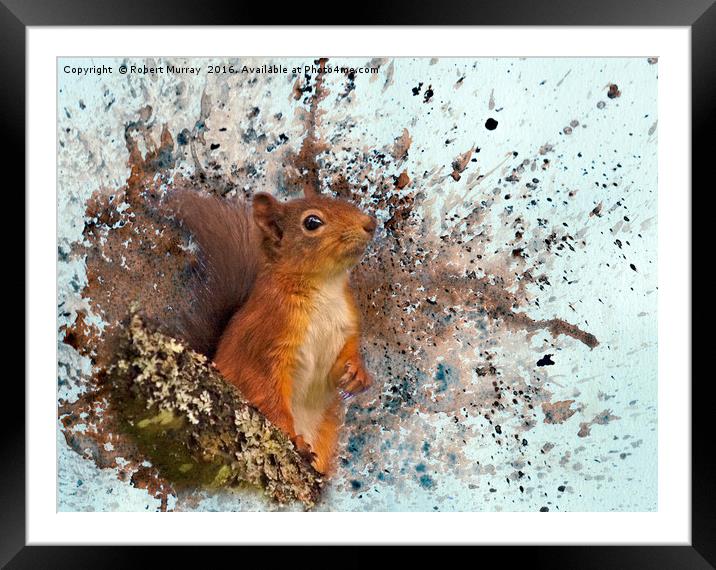 Red Squirrel in Danger Framed Mounted Print by Robert Murray