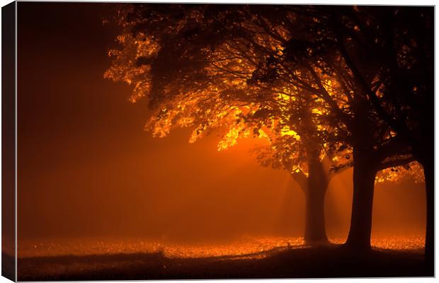 Beautiful trees at night with orange light Canvas Print by Simon Bratt LRPS