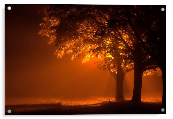 Beautiful trees at night with orange light Acrylic by Simon Bratt LRPS