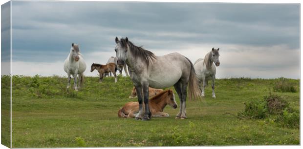Wild horses at Cefn Bryn on the Gower Peninsula. Canvas Print by Bryn Morgan