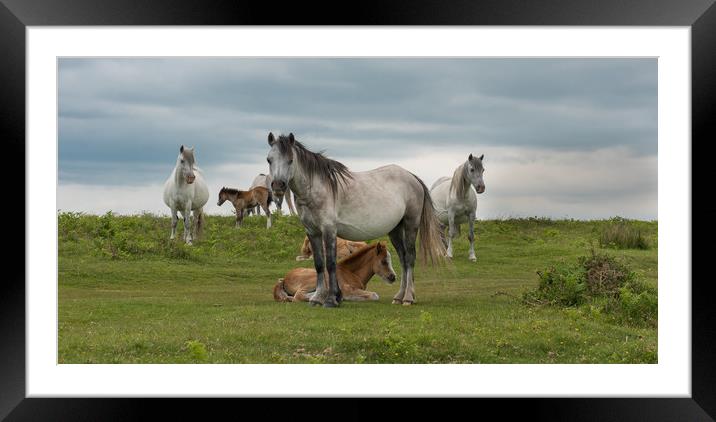 Wild horses at Cefn Bryn on the Gower Peninsula. Framed Mounted Print by Bryn Morgan