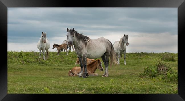 Wild horses at Cefn Bryn on the Gower Peninsula. Framed Print by Bryn Morgan