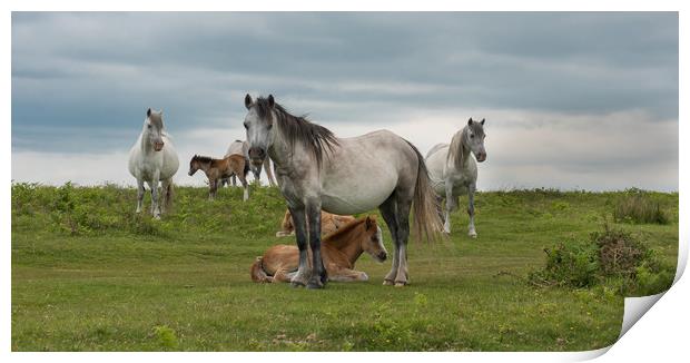 Wild horses at Cefn Bryn on the Gower Peninsula. Print by Bryn Morgan